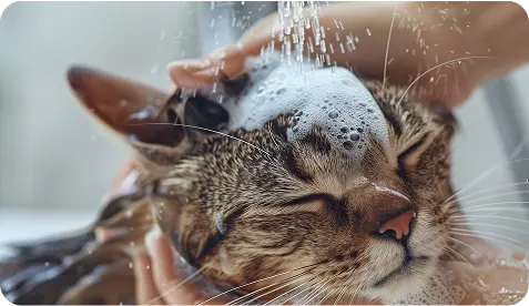 cat bath
