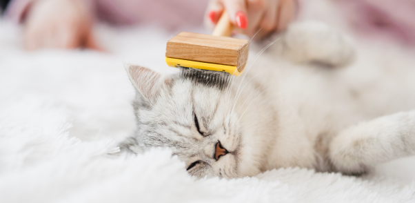 Top Cat Grooming Services and Cat Groomers in Queens