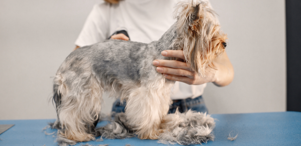 Professional Dog Grooming and Experienced Dog Groomers in Delaware