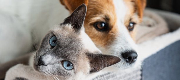 Top-Rated Pet Grooming Services and Expert Pet Groomers in District of Columbia